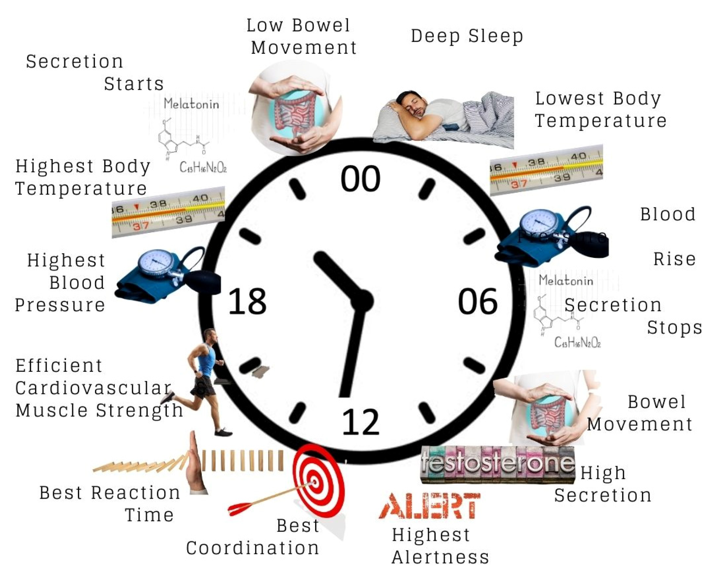 ریتم درونی بدن و ناتنظیمی سیستم عصبی