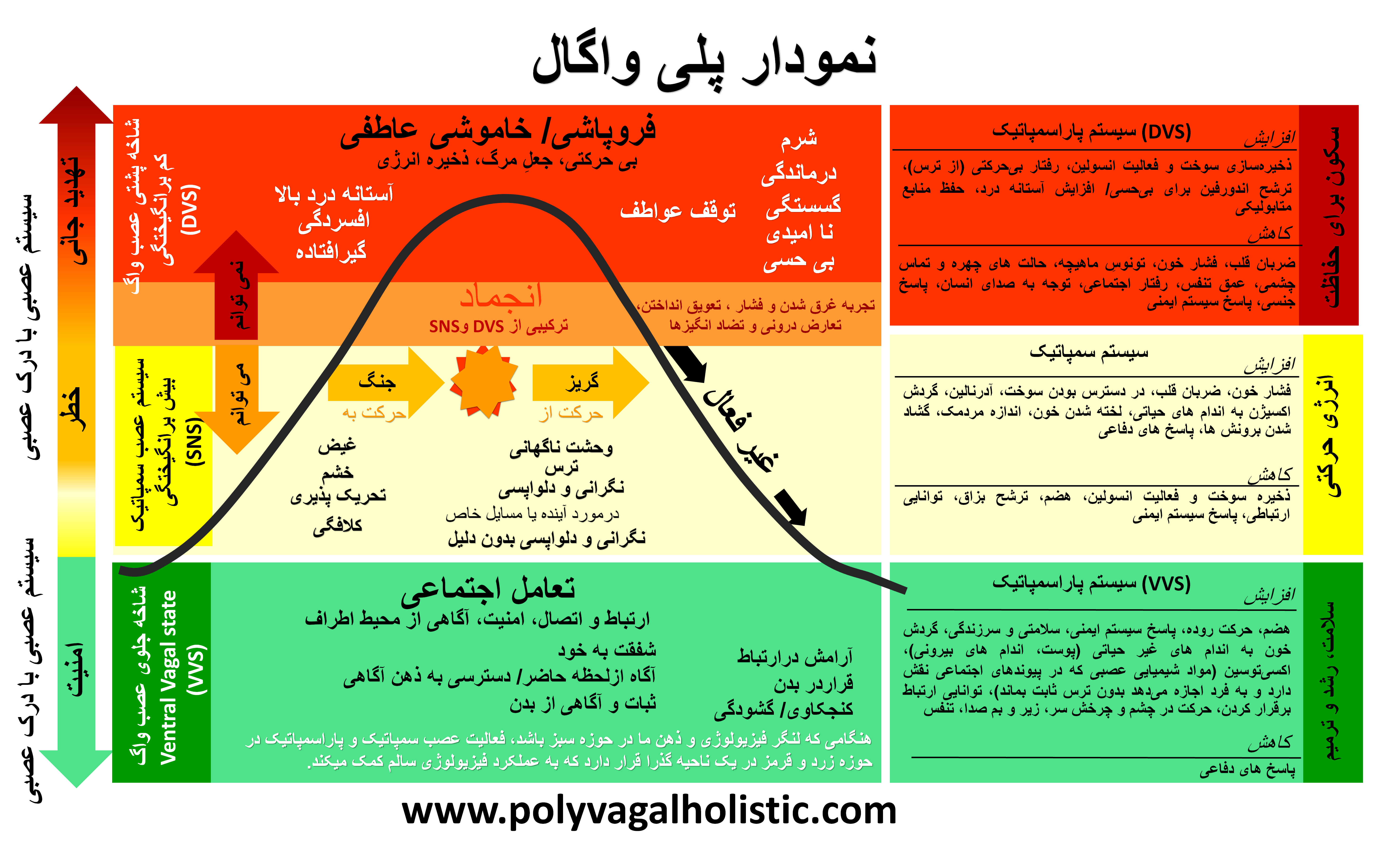 چگونه نقشه سیستم عصبی خود را رسم کنیم: معرفی نظریه پلی‌واگال